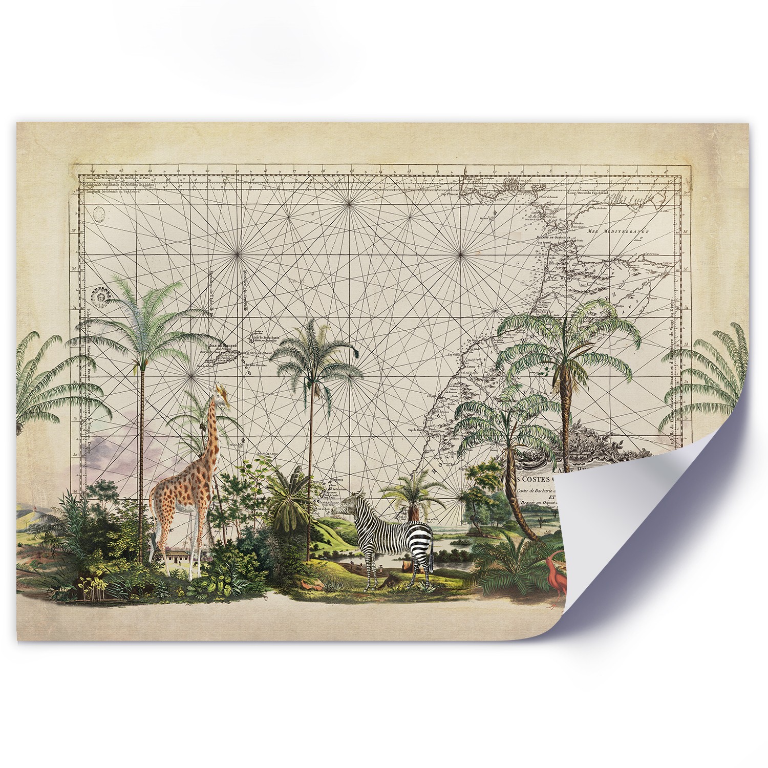 Historical map and tropical plants and animals