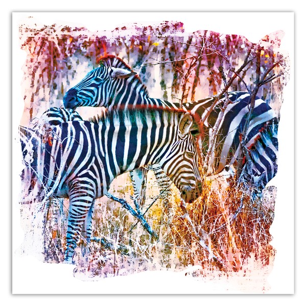 Colorful zebras