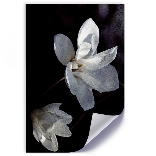 White jasmine flower -  Dmitry Belov