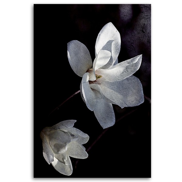White jasmine flower -  Dmitry Belov
