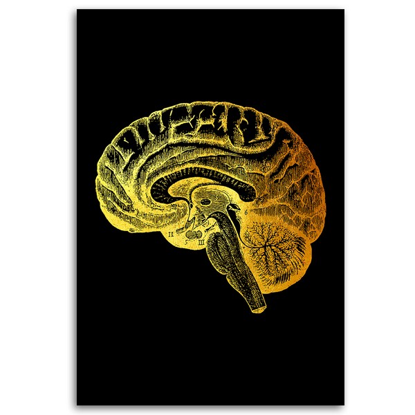 Brain anatomy - Gab Fernando