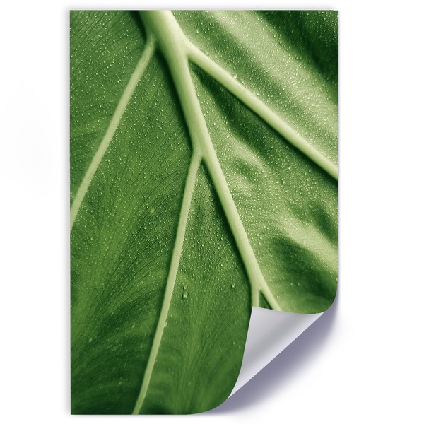 Dew drops on the leaf macro