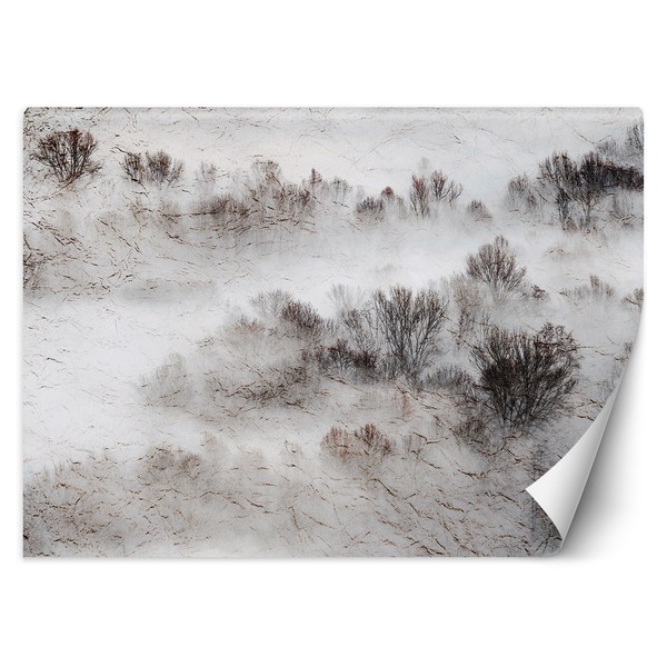 Meadow Fog Trees Nature